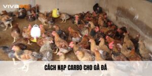 Cách Nạp Carbo Cho Gà Đá Giúp Tăng Sức Bền Hiệu Quả