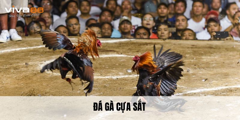 Đá Gà Cựa Sắt - Đam Mê Cùng Cơ Hội Kiếm Lời Siêu Hấp Dẫn