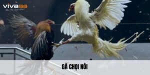 Gà Chọi Nòi – Giống Chiến Kê Sở Hữu Sức Mạnh Vượt Trội