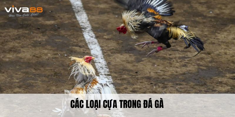 Các loại cựa trong đá gà