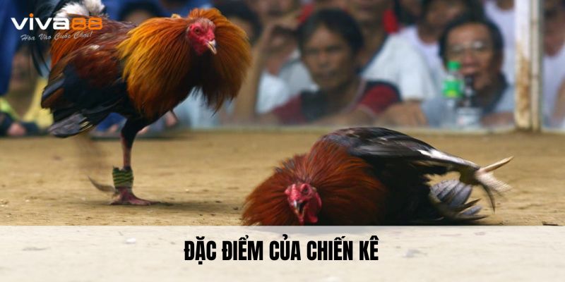 Đặc điểm của chiến kê