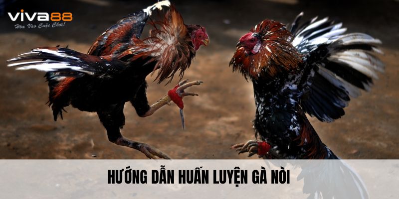 Hướng dẫn huấn luyện gà nòi