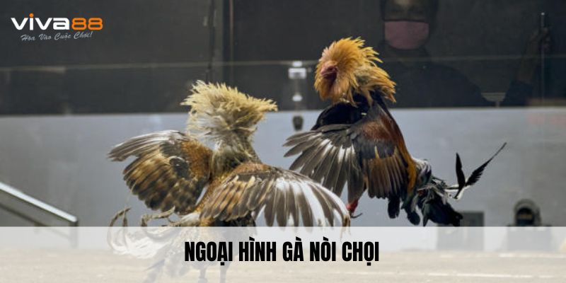 Ngoại hình Gà chọi nòi