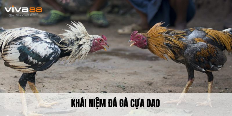 Khái niệm đá gà cựa dao