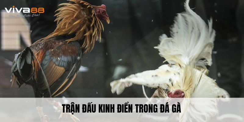 Trận đấu kinh điển trong đá gà