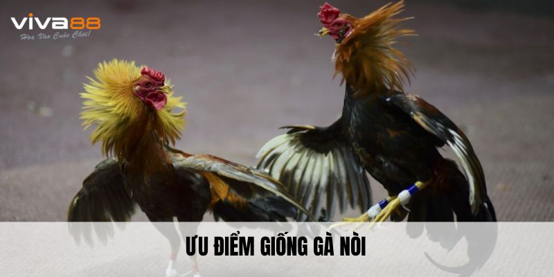 Ưu điểm giống gà nòi